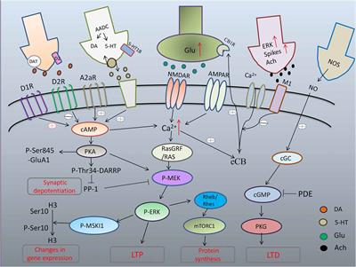 Maladaptive Synaptic Plasticity in L-DOPA-Induced Dyskinesia